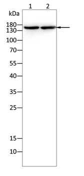 COL17A1 Antibody