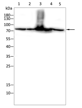 CPT2 Antibody