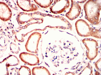 OLIG2 Antibody