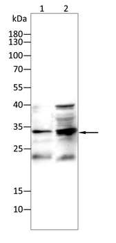 OLIG2 Antibody