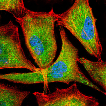 GHR Antibody
