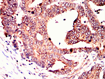 GHR Antibody