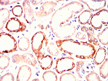 GHR Antibody