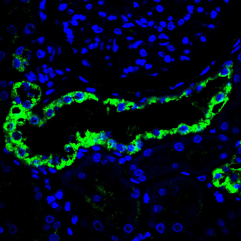 GHR Antibody
