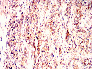 GHR Antibody