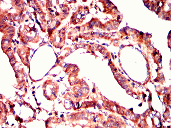 GHR Antibody