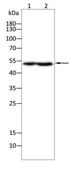 CHEK1 Antibody