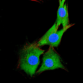 EIF4E Antibody