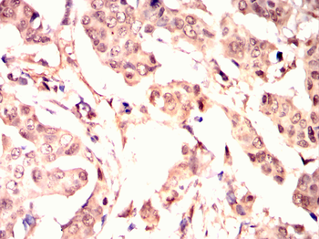 EIF4E Antibody