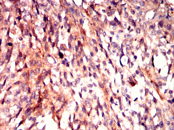 EIF4E Antibody