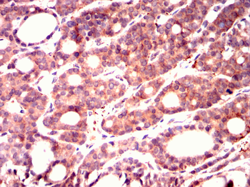 EIF4E Antibody