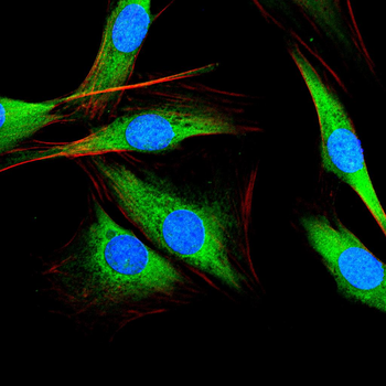 SYN1 Antibody