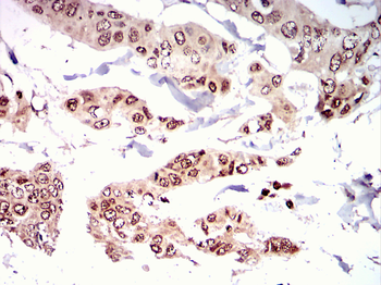 NRF1 Antibody