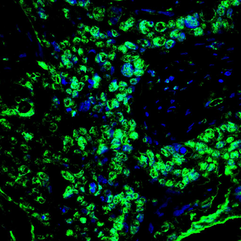 NRF1 Antibody