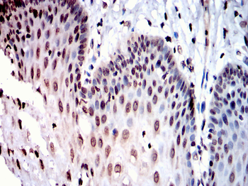 NRF1 Antibody