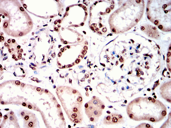 NRF1 Antibody
