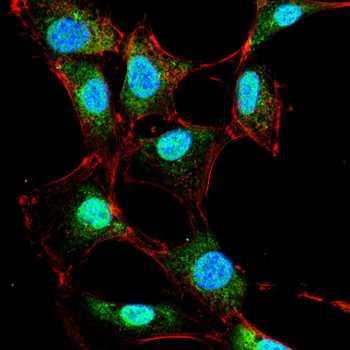 RPA2 Antibody