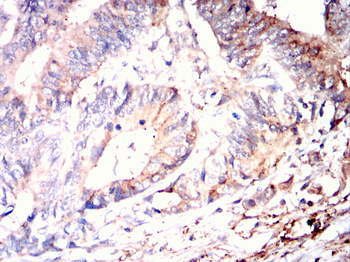 HSPA4 Antibody