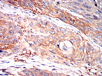 HSPA4 Antibody