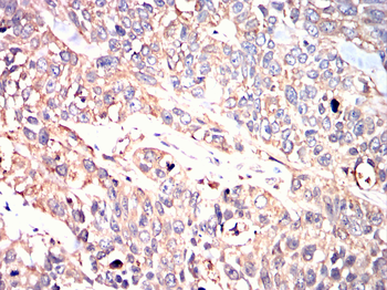 HSPA4 Antibody