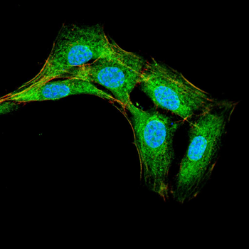 RPS6KA3 Antibody