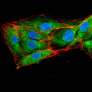 RAB21 Antibody