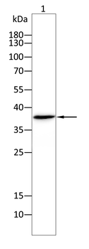 RAB21 Antibody