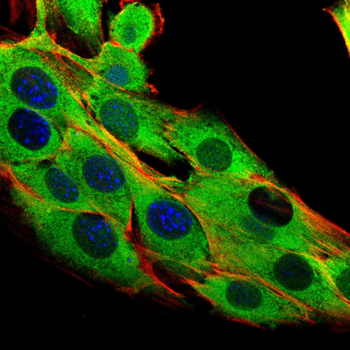 HLA-G Antibody