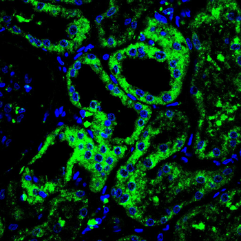 HLA-G Antibody