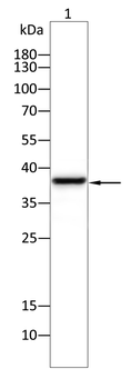 HLA-G Antibody