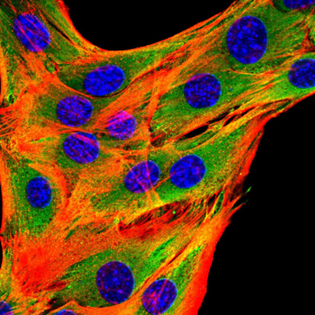 LXN Antibody