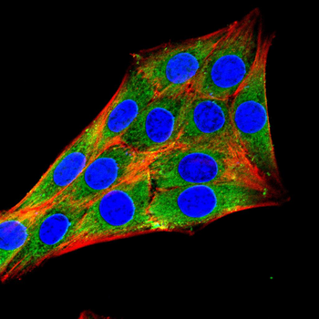 DLGAP1 Antibody