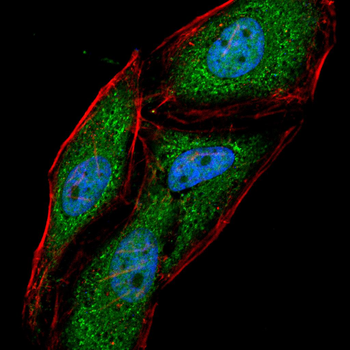 ITK Antibody
