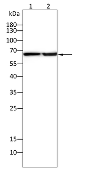 ITK Antibody