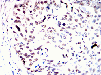 MCM2 Antibody