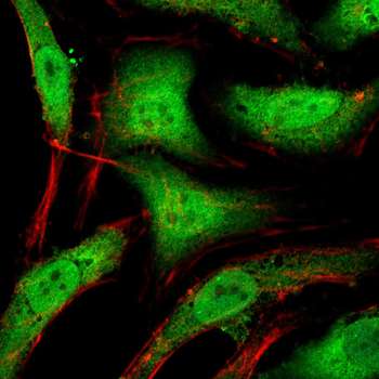 PHB1 Antibody