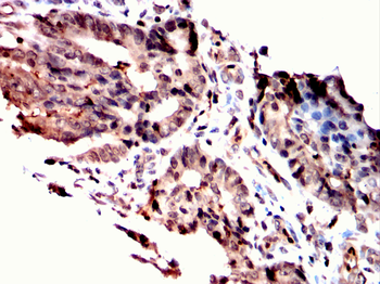 FOXP2 Antibody