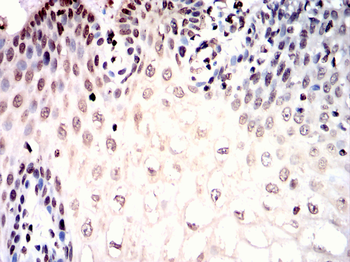 FOXP2 Antibody