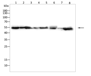 FOXP2 Antibody