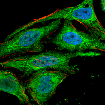 MBP Antibody