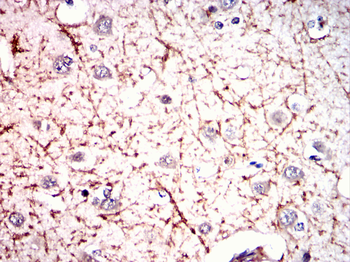 MBP Antibody