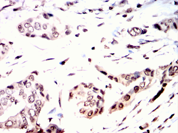 MBP Antibody