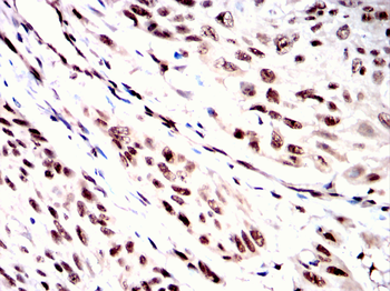 MBP Antibody