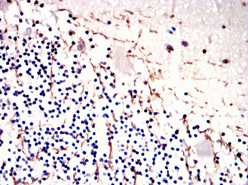 MBP Antibody