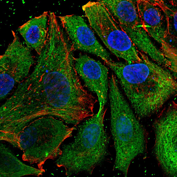 TUBA8 Antibody