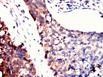 TUBA8 Antibody