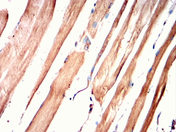 TUBA8 Antibody
