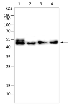 TUBA8 Antibody