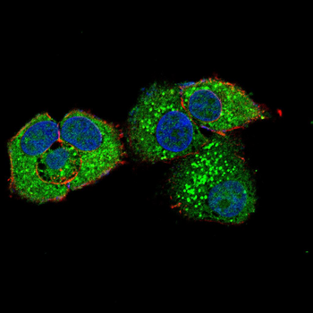 DLK1 Antibody