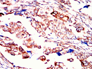 MSN Antibody